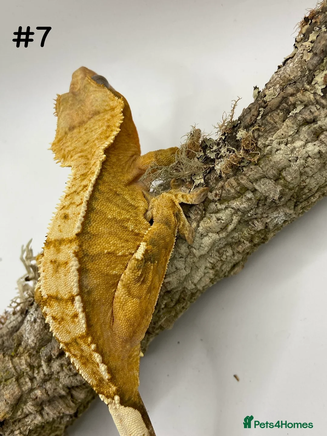 Gecko reptiles for sale: Adult and Juvenile Crested Geckos - Advert 28