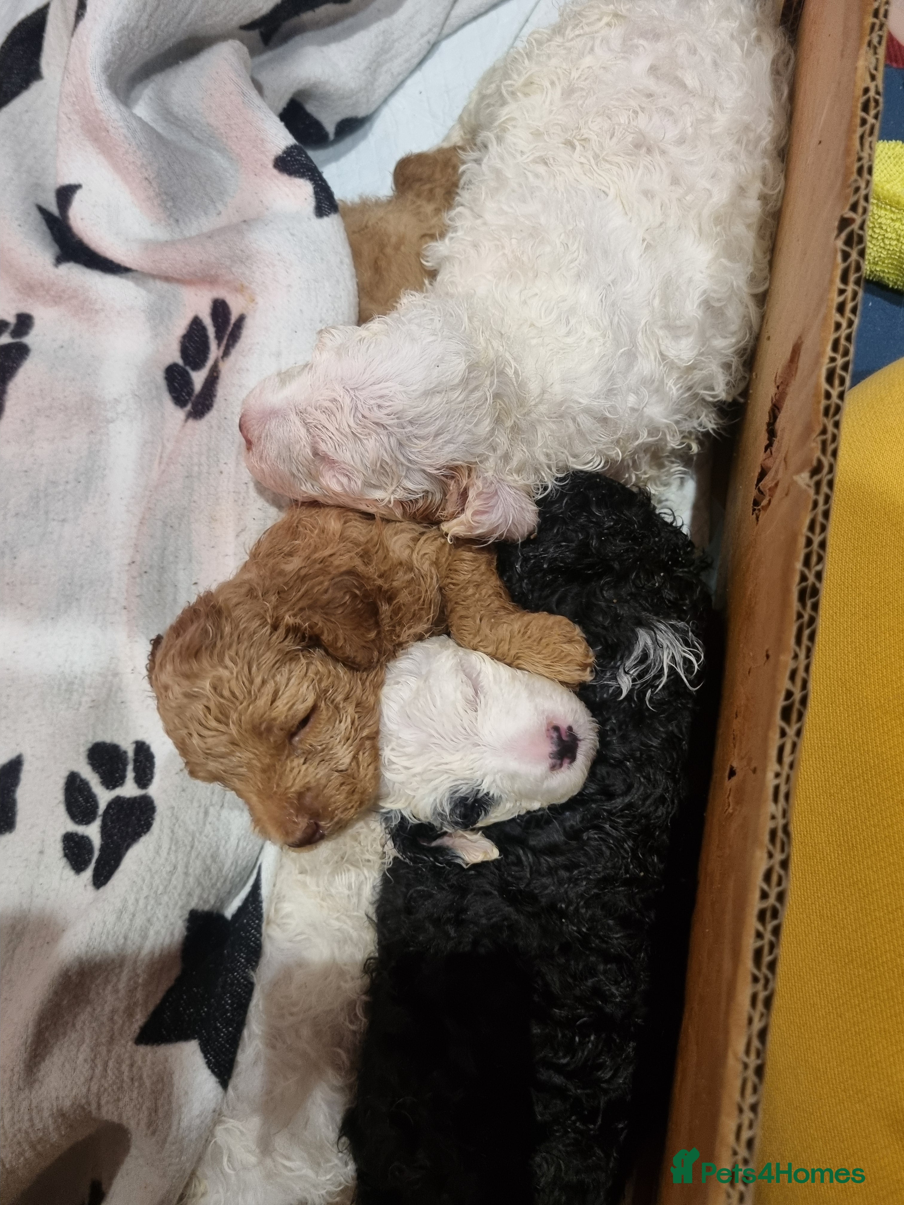 Toy Poodle dogs Toy poodle puppy - Advert 9