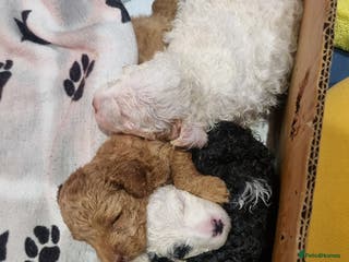 Toy Poodle dogs Toy poodle, merle premium, home raised, socialised - Advert 8