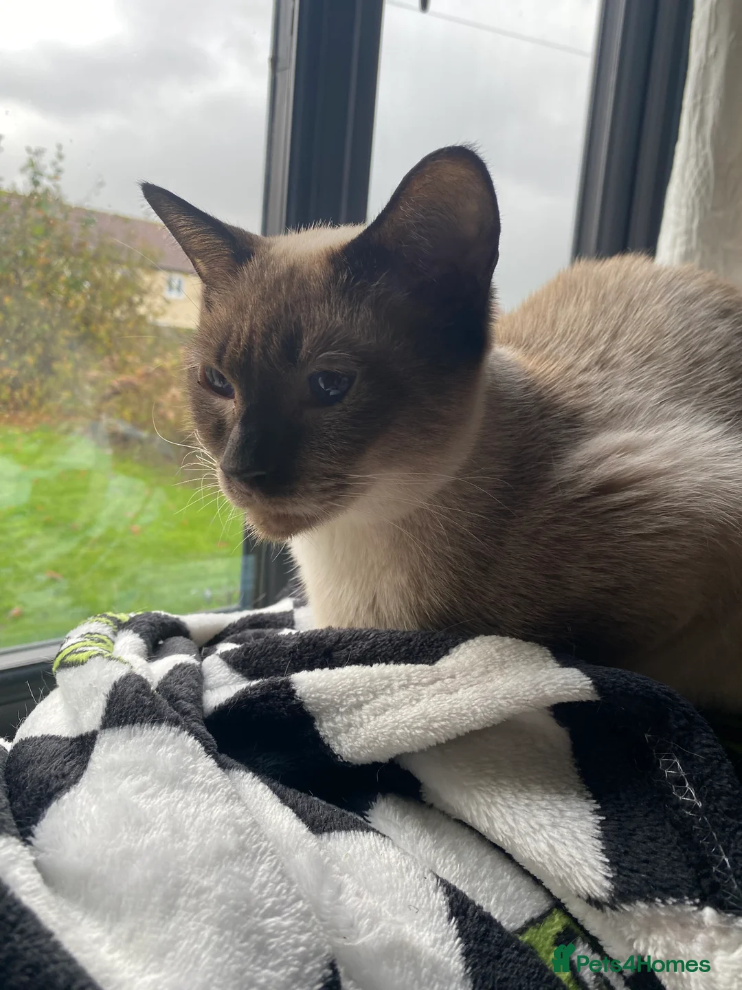 Siamese cats for sale: Siamese kitten  - Advert 9