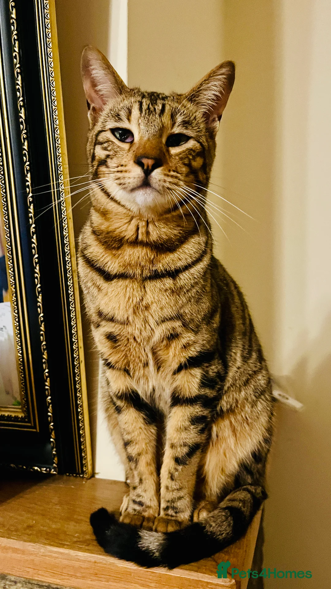 Bengal cats for sale: Beautiful Bengal/Siamese Cross for sale - Advert 2