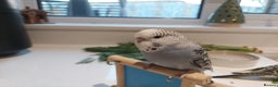 Budgerigars birds for sale: Tame Baby Budgies - Advert 15