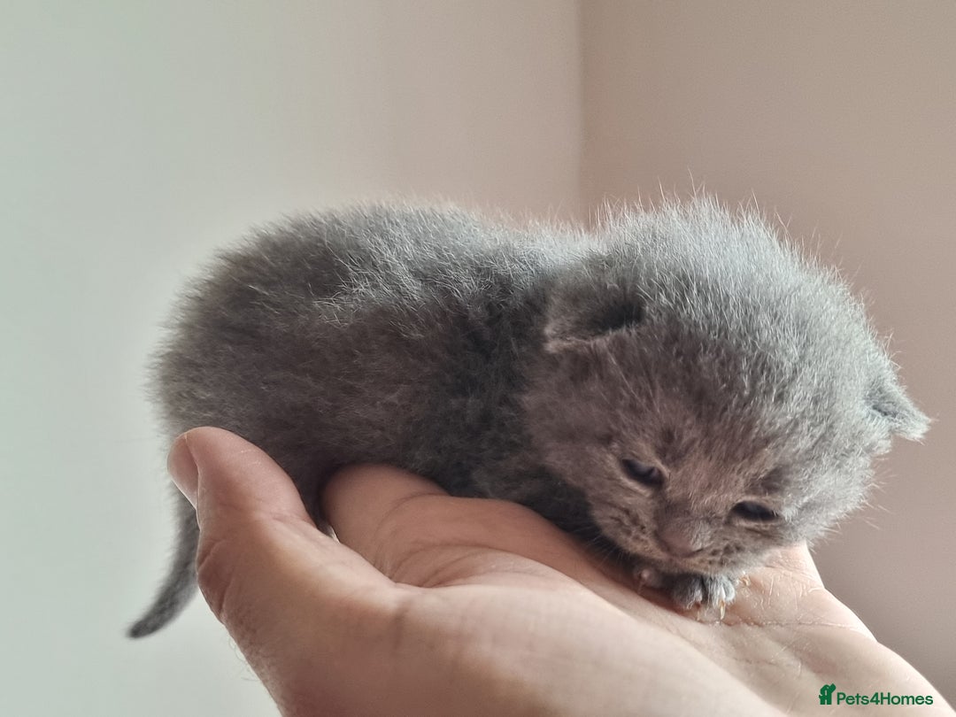 Scottish Fold cats for sale: Very Friendly Kittens, Pedigree Scottish Fold  - Image 20