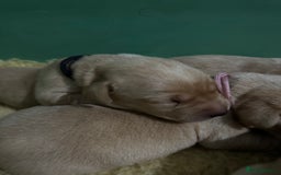 Labrador Retriever dogs for sale: KC Health Tested Fox Red Labrador pups  - Image 6