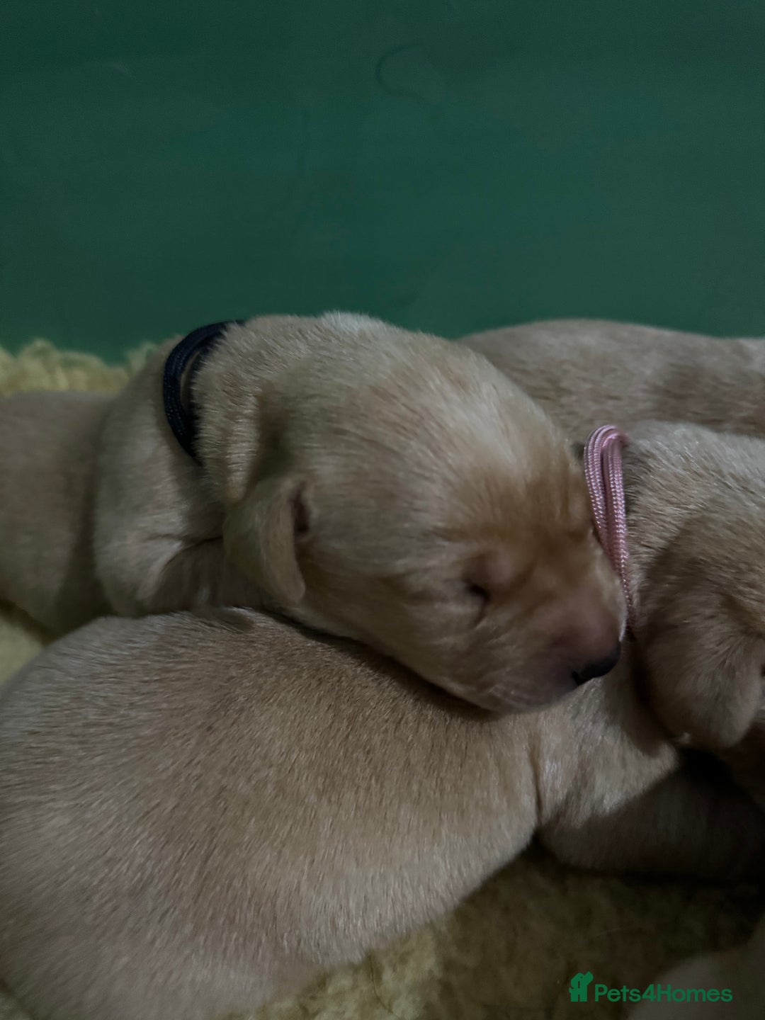 Labrador Retriever dogs for sale: KC Health Tested Fox Red Labrador pups  - Image 6