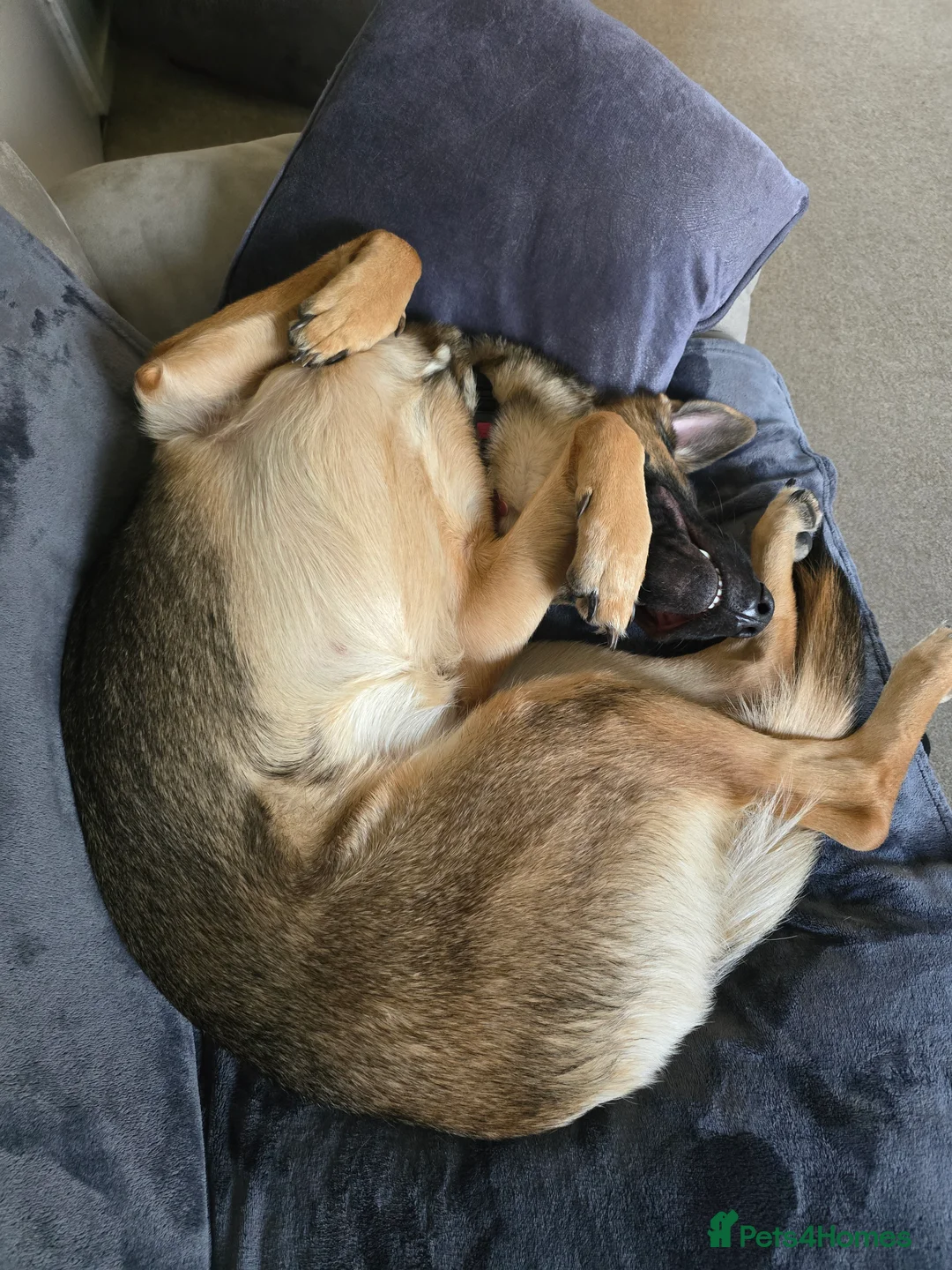 German Shepherd dogs for sale: Bella  - Advert 8