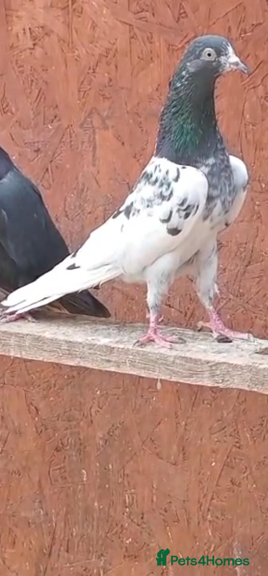 Pigeons birds Pakistani Teddy-Sakhi Pigeons - Advert 5