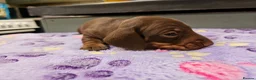 Miniature Dachshund dogs for sale: Stunning KC registered minature Dachshund - Advert 18