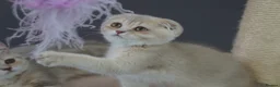 Munchkin cats for sale: ⚜️Rare munchkins⚜️ - Advert 8