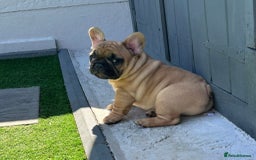 French Bulldog dogs for stud: Denzel- Open for Stud- PROVEN. Son of Super Ted  in Gillingham - Image 36