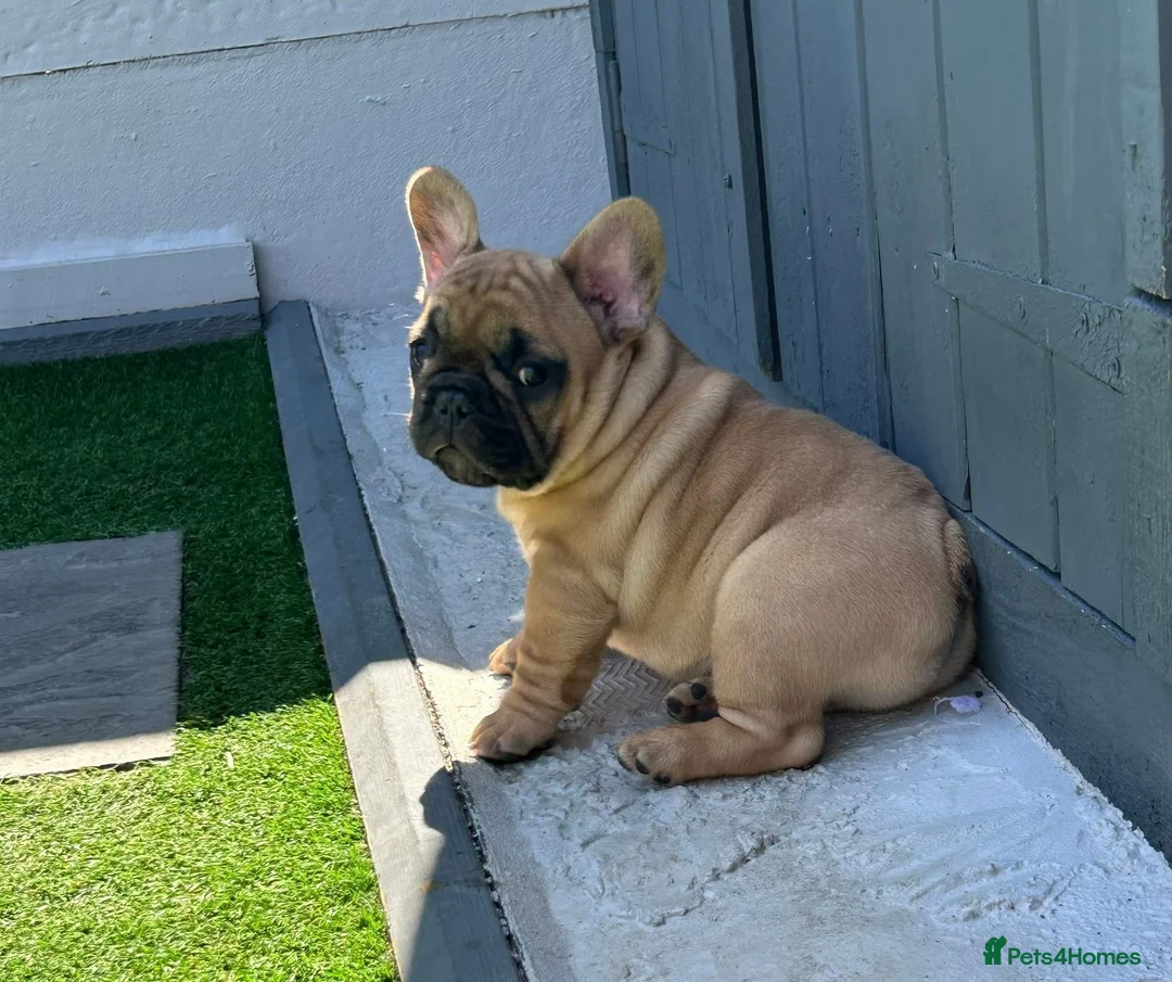 French Bulldog dogs for stud: Denzel- Open for Stud- PROVEN. Son of Super Ted  in Gillingham - Advert 36