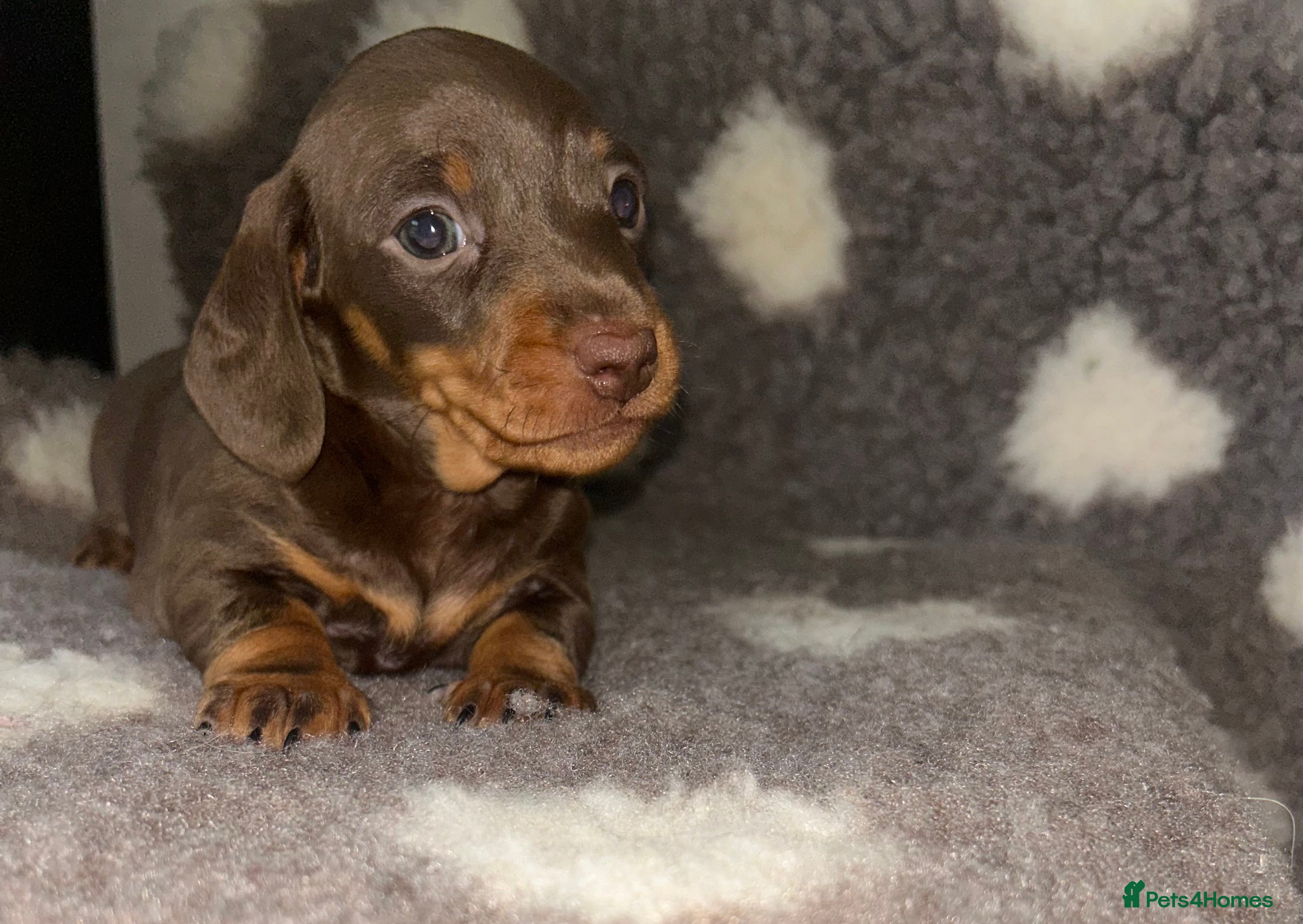 Miniature Dachshund dogs KC Reg Miniature Smooth Dachshund  - Advert 6