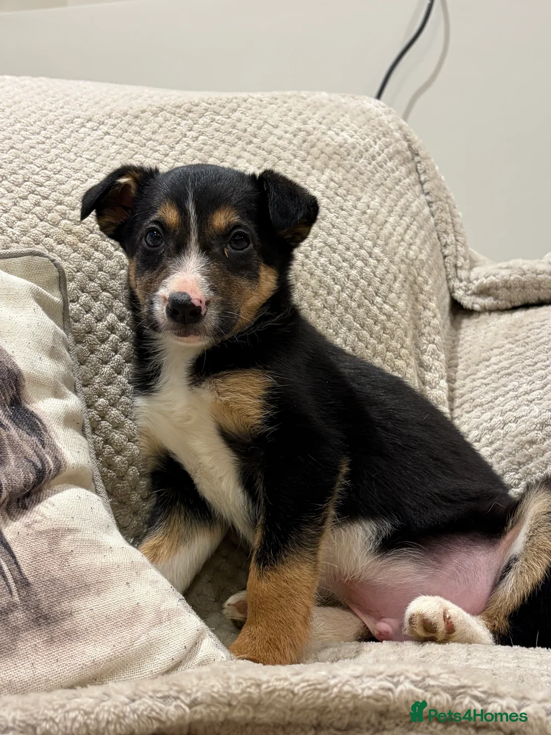 Border Collie dogs for sale: Border Collie Pups - Advert 3