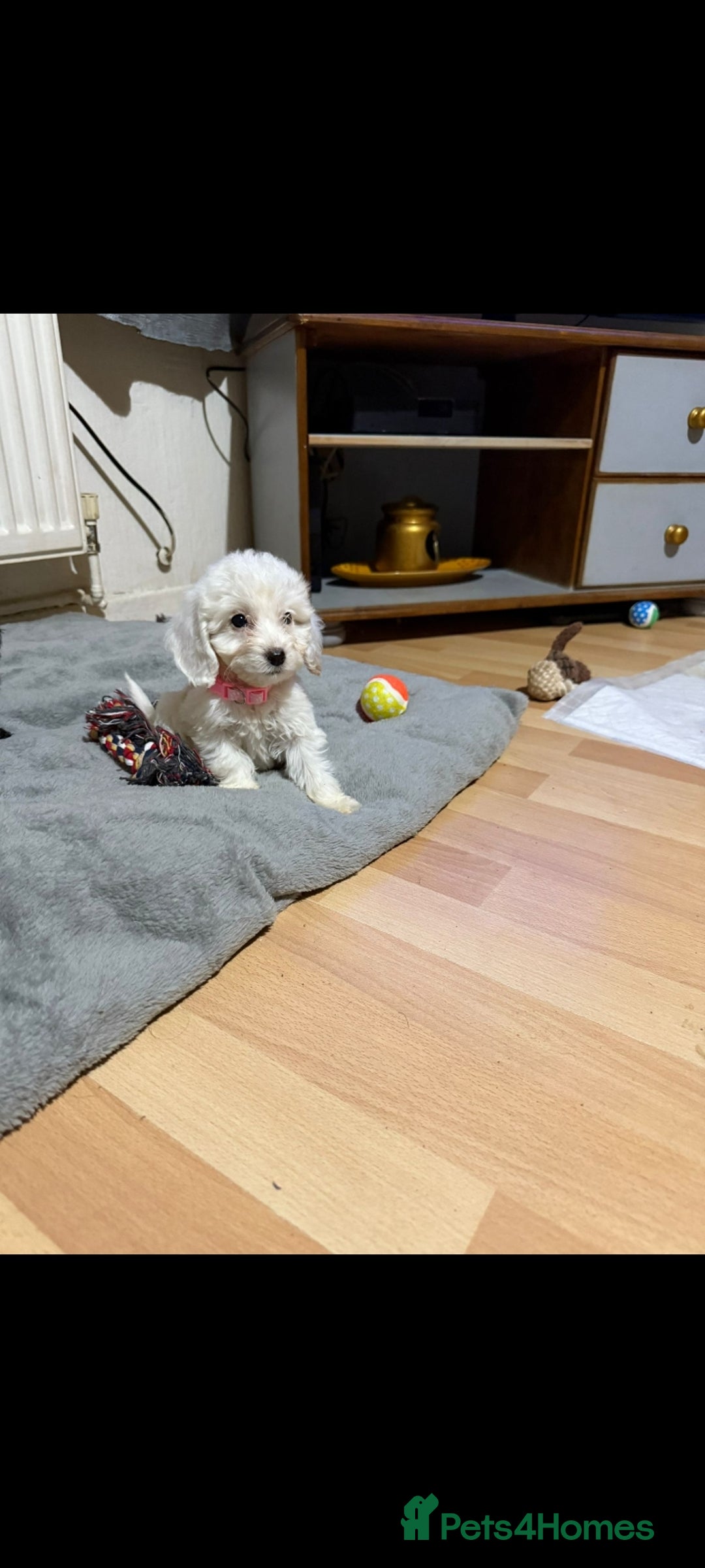 Cockapoo dogs for sale: Beutifull cockapoos  - Image 3