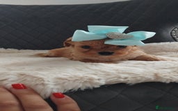 Cavapoo dogs for sale: Stunning cavapoo puppies - Image 8