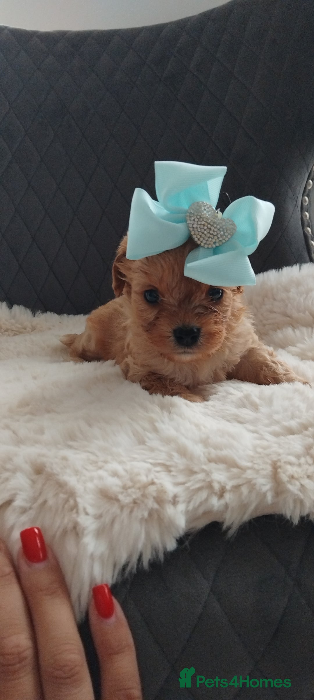 Cavapoo dogs for sale: Stunning cavapoo puppies - Image 8