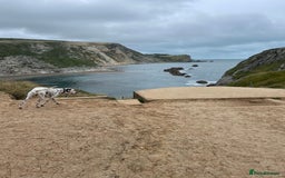 Dalmatian dogs for sale: Potential rehome - male LUA Dalmatian  - Advert 23