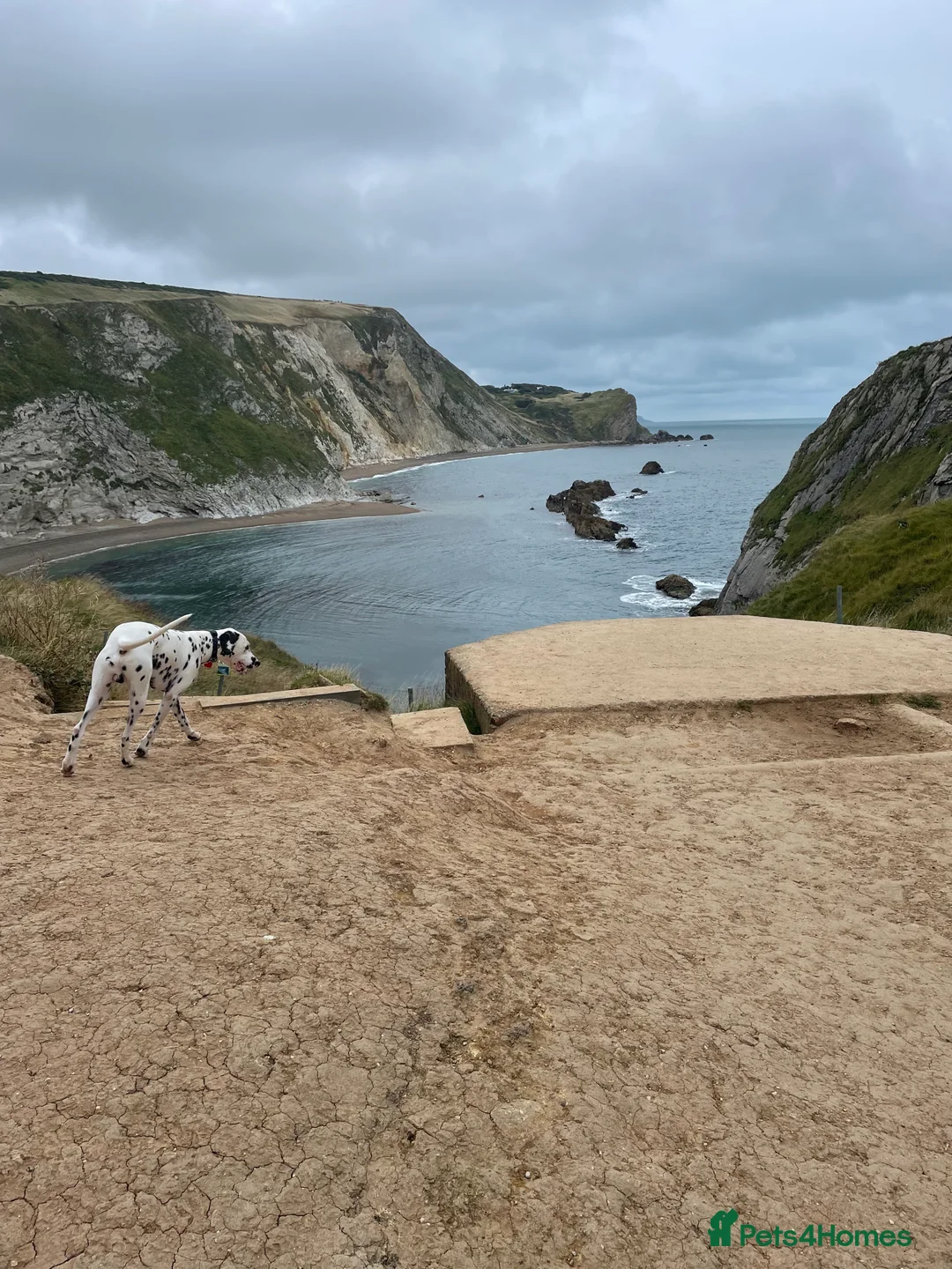 Dalmatian dogs for sale: Potential rehome - male LUA Dalmatian  - Advert 23