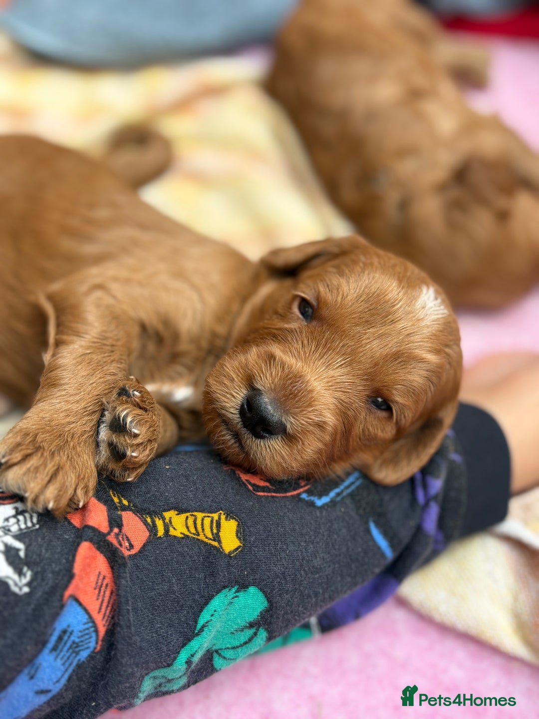 Goldendoodle dogs for sale: Stunning F2B Goldendoodles - Image 21