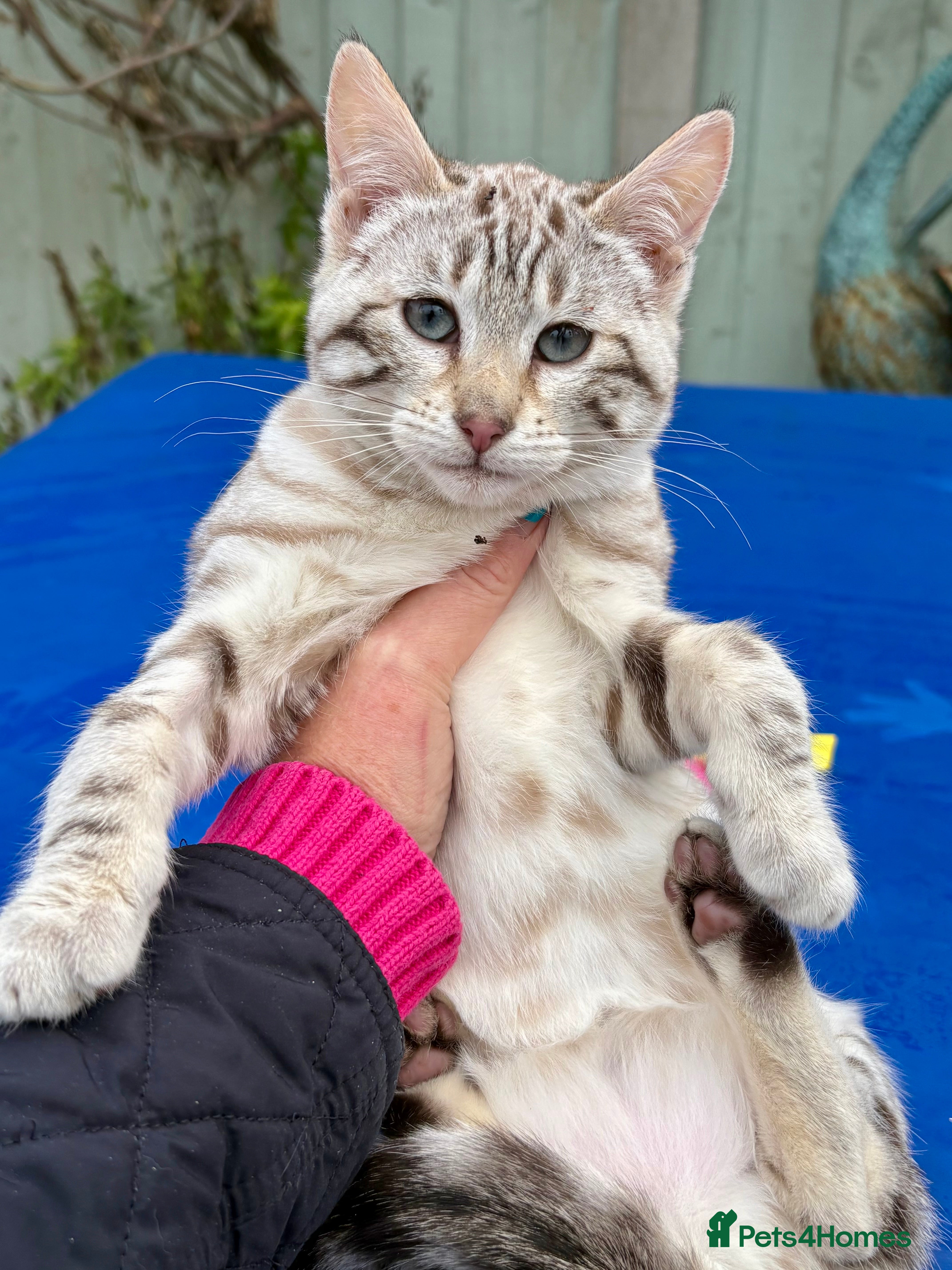 Keetso cats Stunning rare curled eared female  - Advert 3