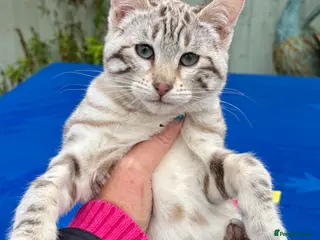 Keetso cats Stunning rare curled eared female - Advert 3