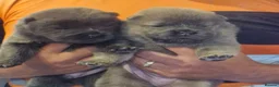 Chow Chow dogs for sale: 6 Stunning rough coat chow pups excellentbloodline - Advert 4