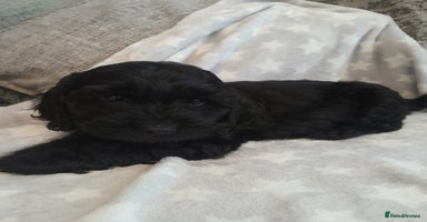 Cockapoo dogs - Advert 5