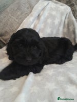 Cockapoo dogs - Advert 5