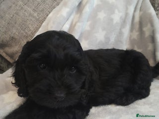 Cockapoo dogs - Advert 6