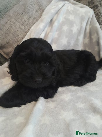 Cockapoo dogs - Advert 1