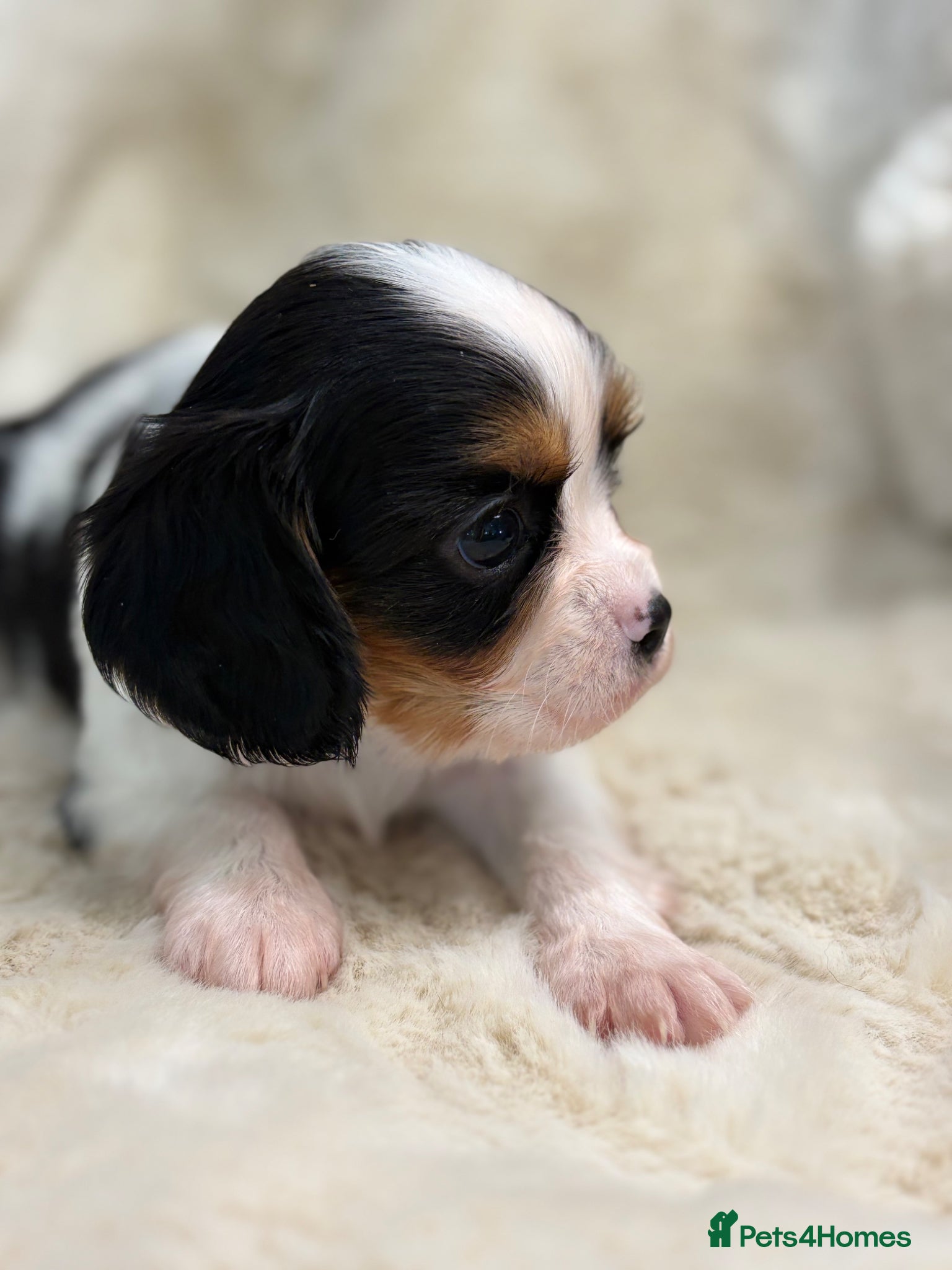 Cavalier King Charles Spaniel dogs for sale: Health tested cavalier pups  - Advert 14