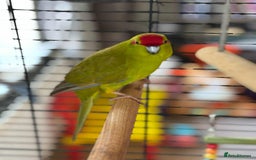 Parakeets birds for sale: A Loving Home Wanted for My Sweet Parakeet - Image 1