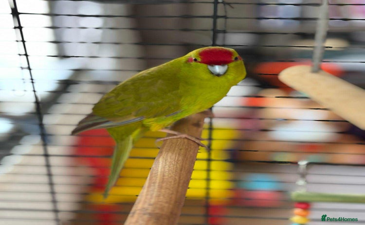 Parakeets birds - Advert 1