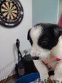 Border Collie Puppy 5