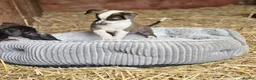 Lurcher dogs for sale: Stunning Kelpie lurchers  - Advert 39