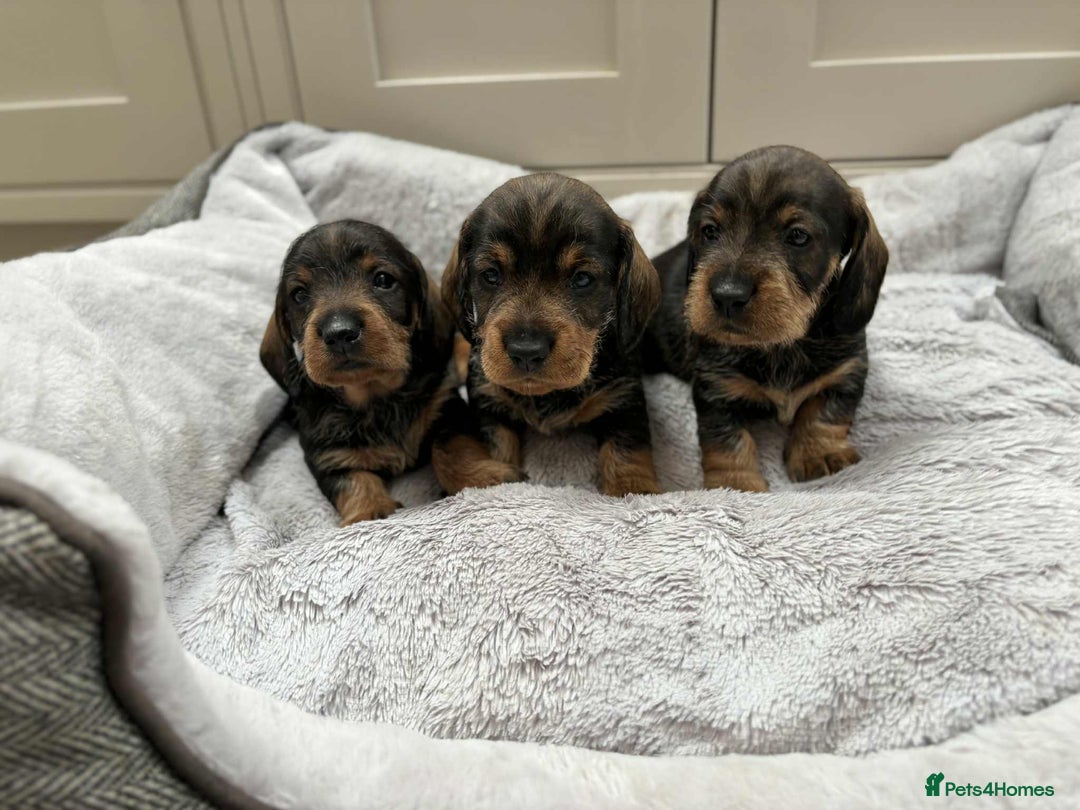 Dachshund dogs for sale: Dual Purpose Standard Wirehaired Dachshund(Teckel) - Image 6
