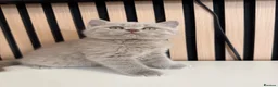 British Shorthair cats for sale: British shorthair kittens - Advert 3