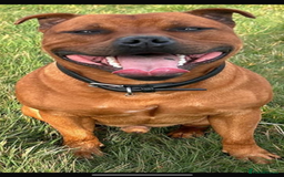 Staffordshire Bull Terrier dogs for sale: Red Staffordshire Bull Terrier Puppies - Image 3