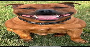 Staffordshire Bull Terrier dogs - Advert 10