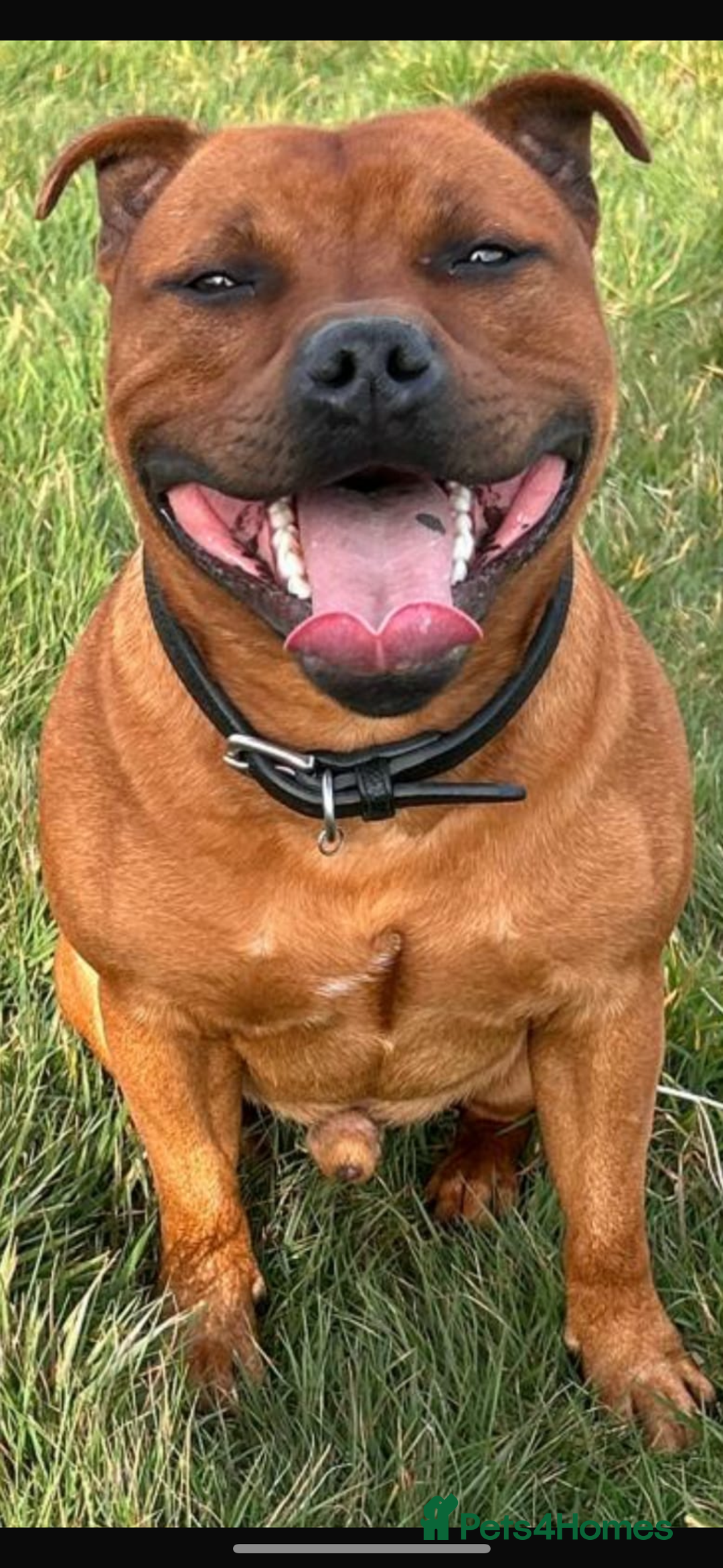 Staffordshire Bull Terrier dogs for sale: Red Staffordshire Bull Terrier Puppies - Image 3