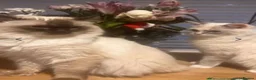 Ragdoll cats for sale: Ragdoll champion GCCF kittens  - Advert 1