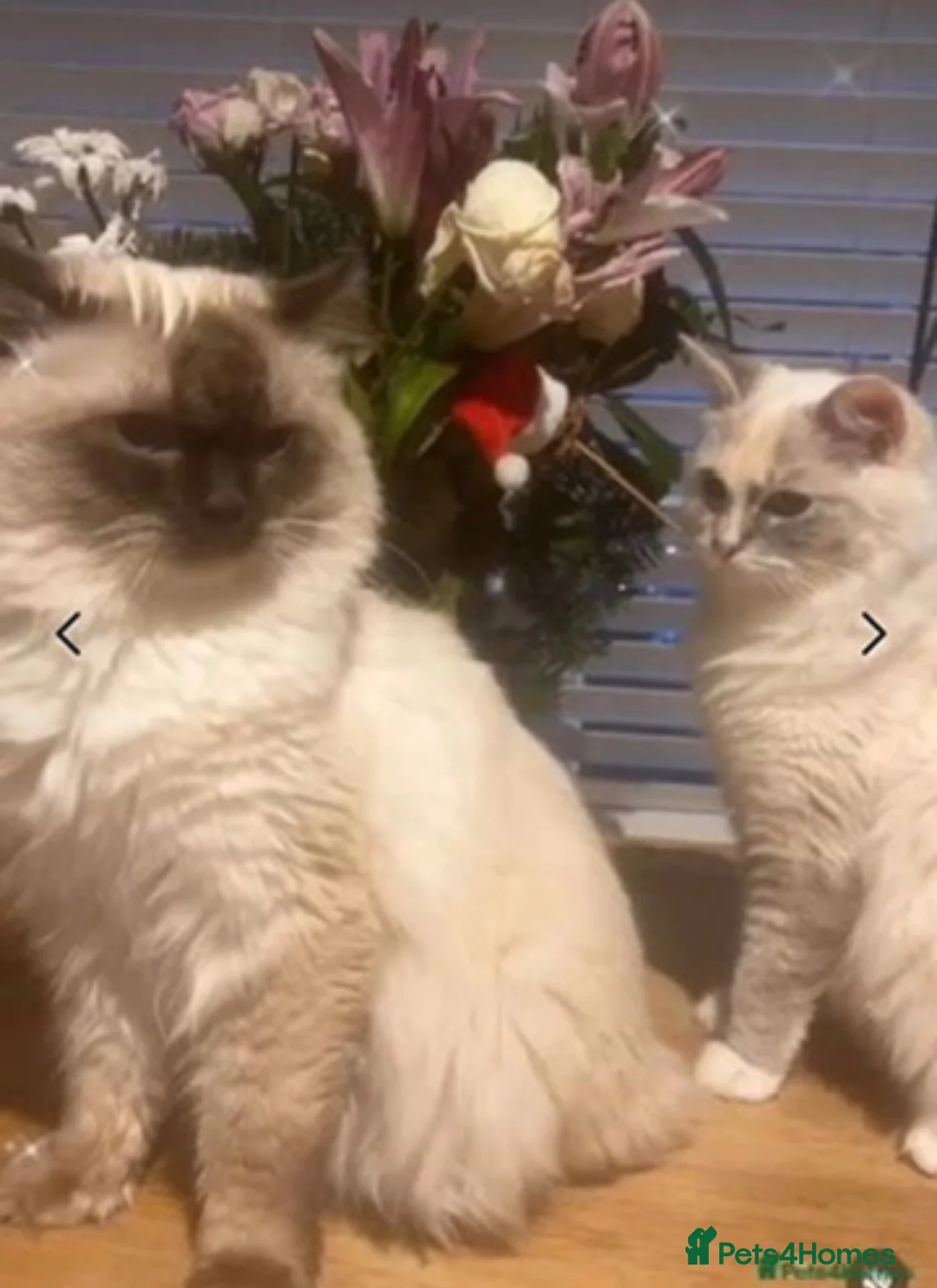 Ragdoll cats for sale: Ragdoll champion GCCF kittens  - Advert 1