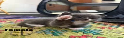 Mixed Breed cats for sale: Kittens for sale in Christchurch - Advert 5