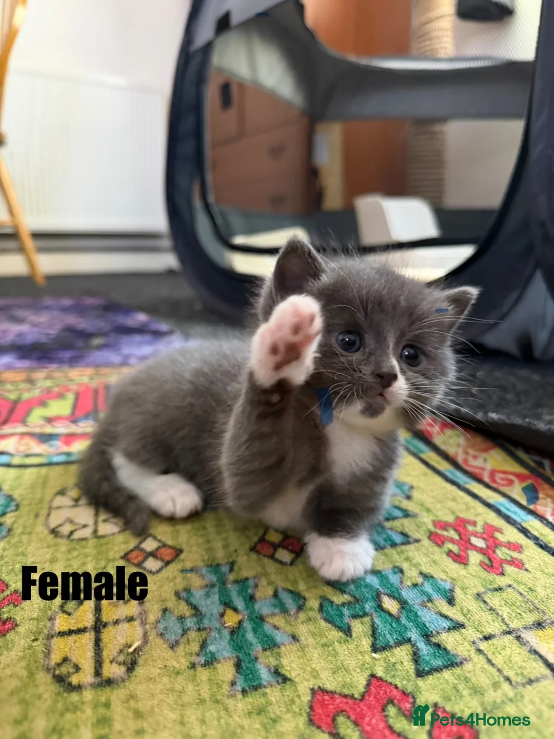 Mixed Breed cats for sale: Kittens for sale in Christchurch - Advert 5
