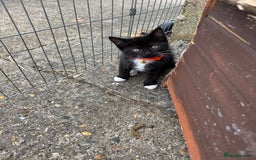 Mixed Breed cats for sale: Only boy left  - Image 4