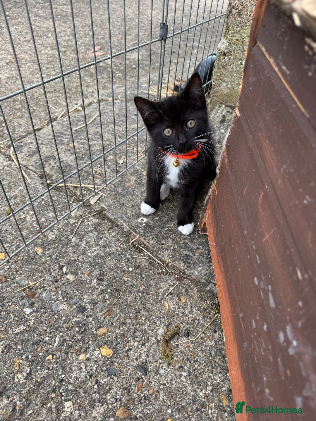 Mixed Breed cats for sale: Only boy left  - Image 4