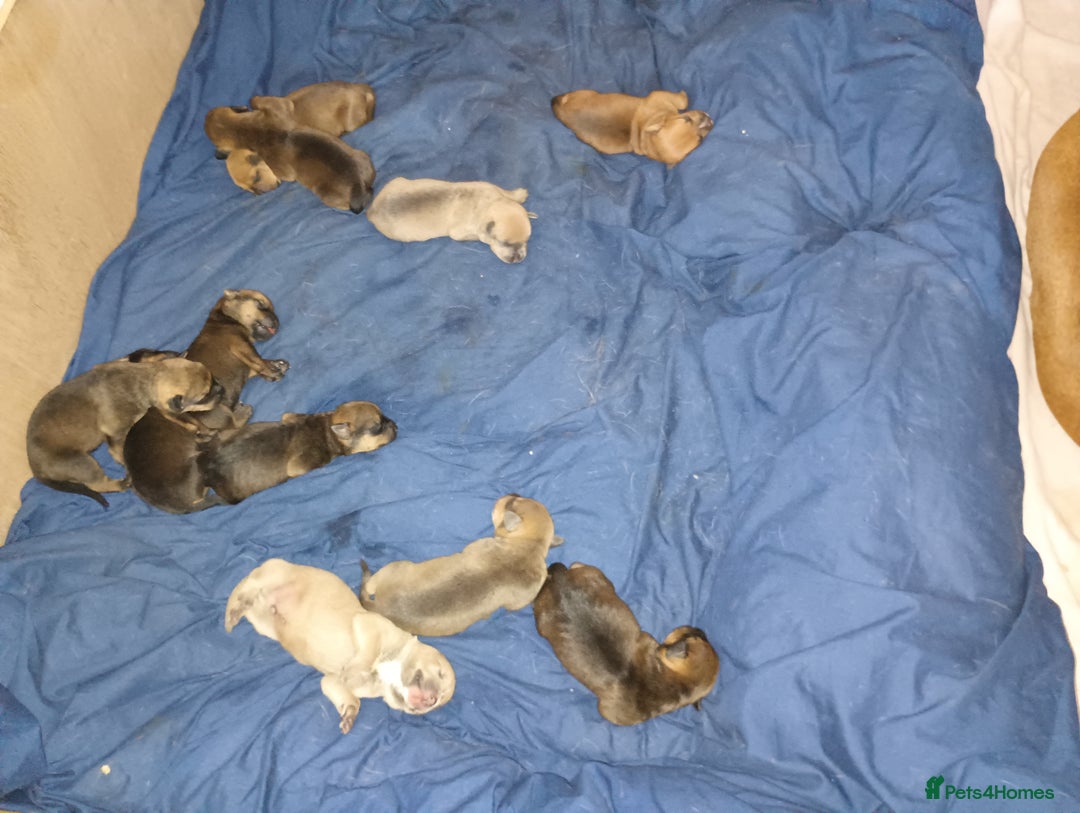 Mixed Breed dogs for sale: Mastiff x rottweiler  - Image 1