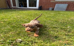 Miniature Dachshund dogs for sale: Stunning 6 months female dapple puppy - Image 4
