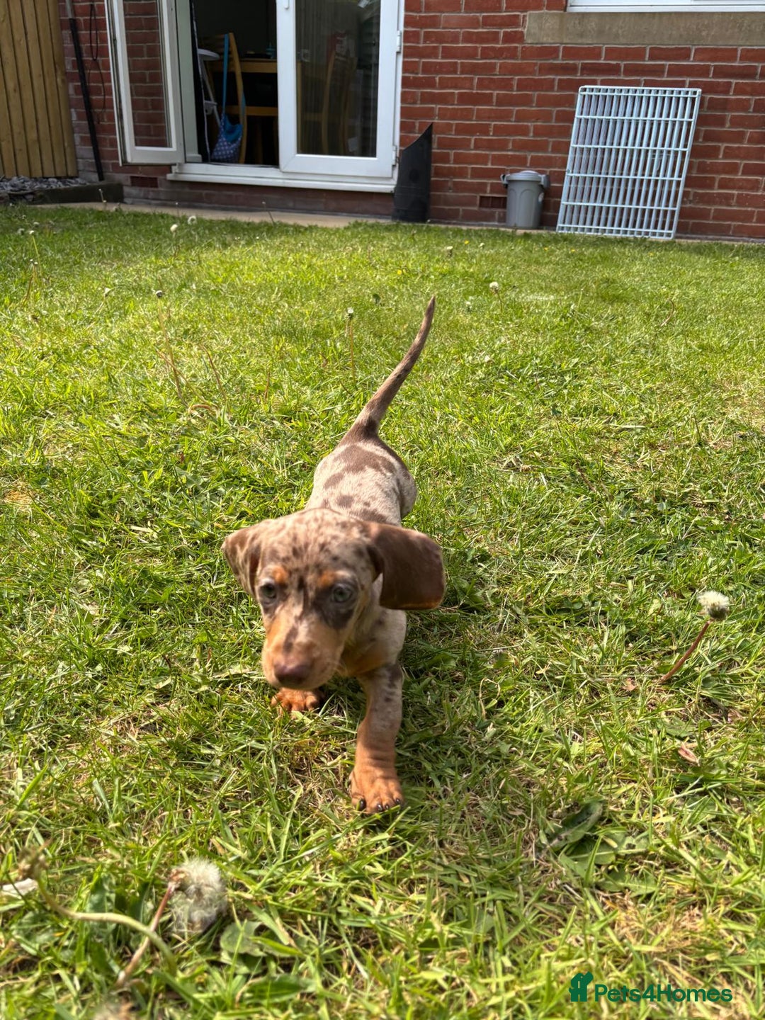 Miniature Dachshund dogs for sale: Stunning 6 months female dapple puppy - Image 4