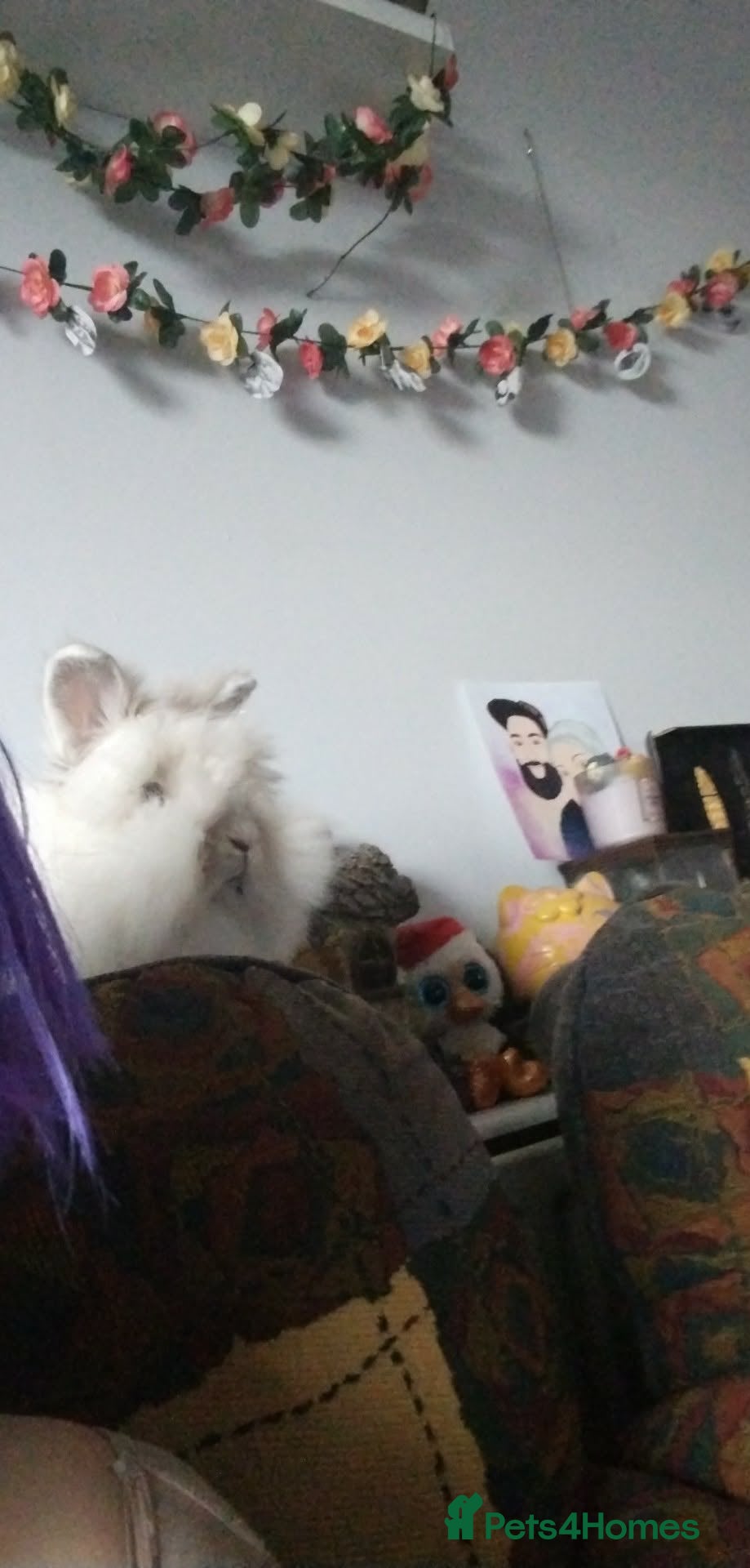 Mixed Breed rabbits Bunny rabbit  - Advert 12